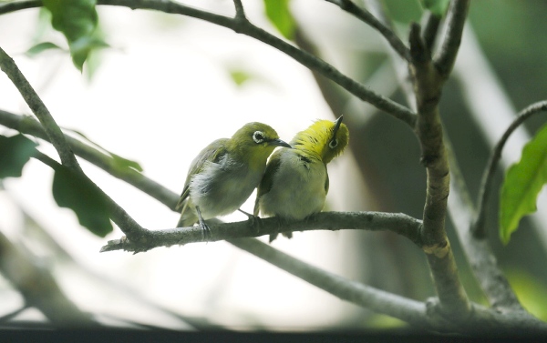 2018.08.12|原來,綠繡眼也跟猴子一樣,會幫彼此搔癢。(My Home.2F 窗)