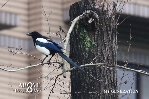 2020.11.08|喜鵲高枝報喜,台北天空下的怡然自得。