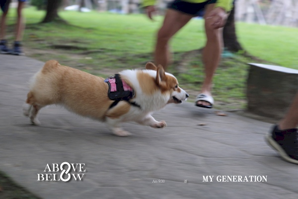 2020.11.08|那些不受控的野力,才是真性情。