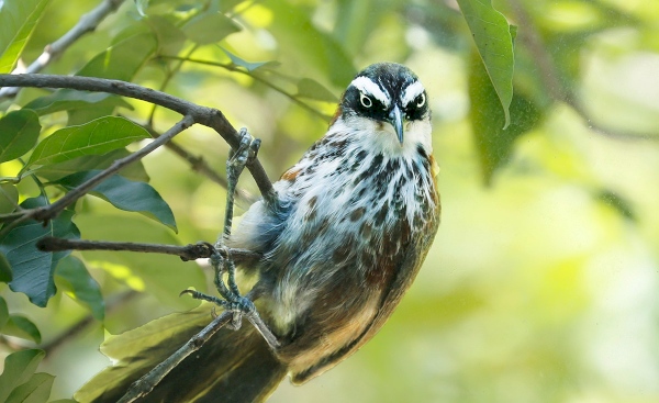2018.07.31|畫眉敲窗,一連數日晨來。(My Home.2F 窗)
