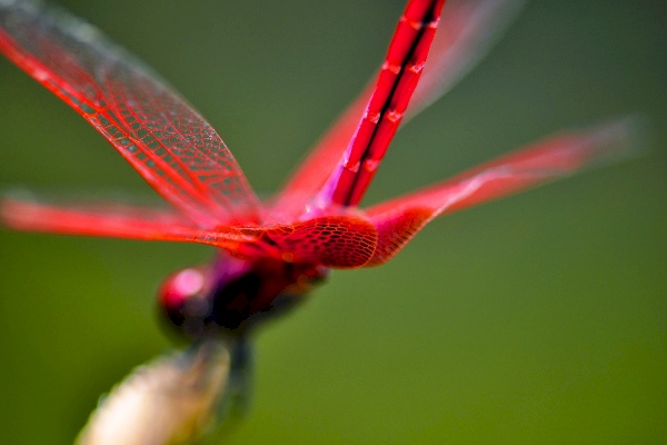 2012.08.22|紅成為今日的主角,不在乎搶戲兩次。(國美紅蜻,薄如蟬翼)